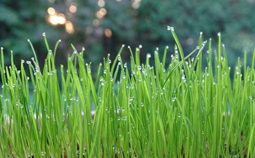 Vitalität von Rasengräsern als Schlüsselindikator