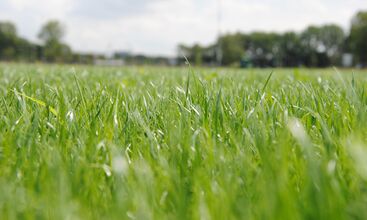 "INTERGREEN XtrasGrass" auf der demopark