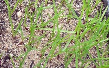 Ermittlung der richtigen Saatstärke für Rasenmischungen