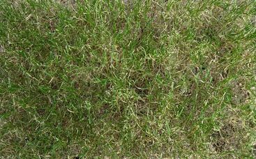 Maßnahmen bei knappem Beregnungswasser