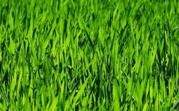 Was steckt drin im Rasenschnittgut?