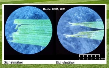 Rasenforschung bekommt Unterstützung durch Verbände und Unternehmen