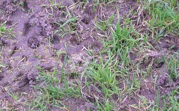 Wann ist der Rasenbelag zu hart für Gräser und Spieler?