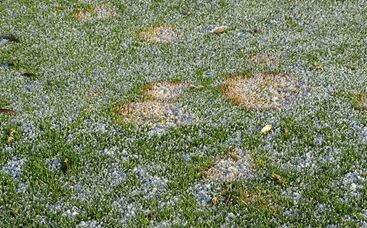 Entwicklung von Pilzkrankheiten auf Rasenflächen