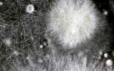 Die Kraft des Bodens für den Rasen nutzen