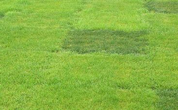 Beschreibende Sortenliste BSA