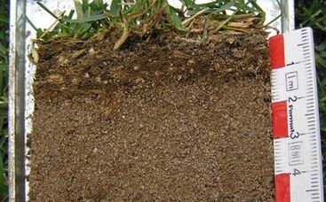 Filzdicke im Rasen prüfen und beobachten