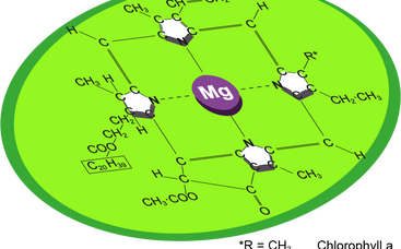 Warum ist das Grün im Rasen so wichtig?
