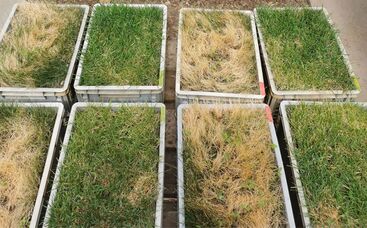 Was bedeutet Trockenstress für Rasengräser