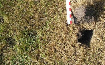 Wie entstehen lokale Trockenstellen im Rasen?