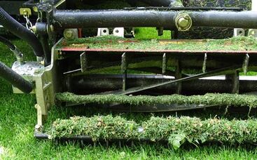 Rasenschnitt und Narbenbildung beim Rasen