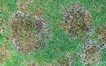 Winterkrankheiten –  Die hohe Bedeutung von Vorbeugung