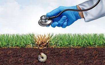 Service-Angebot „Rasen-Sprechstunde“