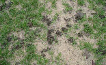 Regenwürmer im Sportrasen - Freund oder Feind