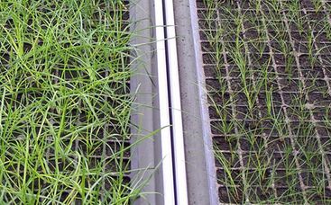 Tetraploide Weidelgras-Sorten im Trend