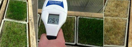 Bestimmung der Gräservitalität mit dem „GreenSeeker Handheld Crop Sensor“ zur Ermittlung des NDVI-Wertes bei Rasenflächen.